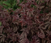 2020 09 01 LyndaleParkRoseGarden 022